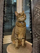 Dog-Id-Tags Puppy-Tag Pet-Collar-Tags Engraved Dog-Lovers Personalized Anti-Lost 