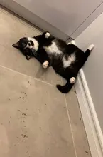 On-Toys Menthol Organic Premium Catmint Can-Be-Sprinkled And Pleasing