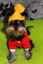 Halloween-Costume Christmas-Dog Hoodies Dogs-Coat Small Chihuahua Winter for Cat