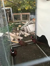 Eye-Glasses Anti-Pecking Peepers Chicken Blinders Poultry Pheasant Bolt 12pcs Spectacles