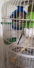 Waterer-Clip Aviary Cage Feeding-Equipment Bird Food-Feeder Pet-Water-Drinker Budgie-Lovebirds