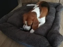 Dogs-Bed Sofa-House Big-Basket Small Large Waterproof Cat Bed Soft-Fleece for Medium