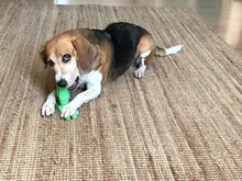 Dog-Toys Pet-Toothbrush Dog-Accessories Puppy-Chew-Toys Rubber Kong Bulldog French Perro