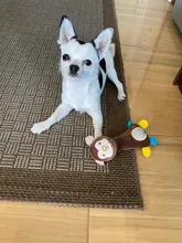 Juguetes para mascota o cachorro chirriante para masticar, con sonido de felpa, dinosaurio/ciervo/MONO, regalo para mascotas