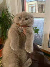 Collar de piel sintética para mascotas, Collar ajustable con cascabel para gatos, rojo, azul, marrón, rosa, talla XS S M