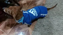 Traje para mascotas pequeñas y medianas, mono para cachorros, ideal para bulldog francés, chihuahua o pug