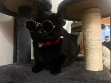 Productos para mascotas encantador redondo Vintage gato gafas de sol reflejo ojo gafas para perro pequeño gato accesorios fotos de mascotas accesorios