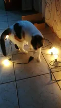 12--1 Globe-Bulbs Light Fairy-String G40 Led Patio Backyard No-Dimmable Garden Waterproof