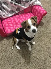 Traje de policía para Cosplay de perros y gatos, chaleco elástico negro, camiseta de cachorro, accesorios, ropa, disfraces