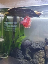 Fish-Cleaning-Treatment Island Aquarium-Tank Almond Leaf Leaves Terminalia Catappa Natural