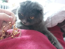 Tobillera con cadena metálica dorada para mujer, cadena para tobillo con borla, campanas cadena con sonido, pulsera para tobillo, joyería para pie, 2017