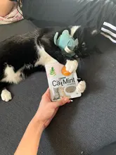 Cat-Toys Cattle-Grass Menthol-Flavor Organic Catnip Funny 100%Natural Care Clean-Teeth