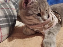 Leash-Set Harness-Leads Mesh Dogs Vest Puppy-Reflective Small-Dogs Kitten Nylon And 