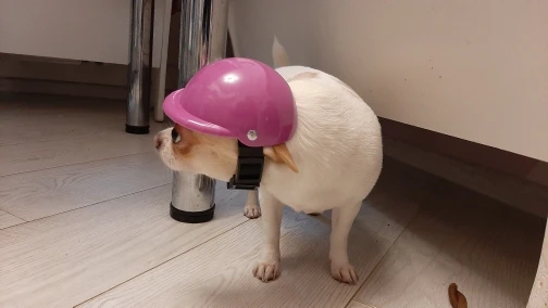 DogMEGA Dog Safety Helmet photo review