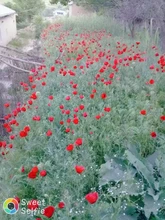 NOOA-Afeitadora eléctrica para hombres y mujeres, máquina de afeitar con cuchilla para cuerpo, cejas, bikini, depiladora femenina