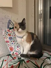 Collar de gatito con cascabel para gatos, Collar ajustable de separación para gatos, suministros para mascotas, Collier para Chat para gatitos