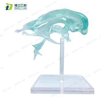 

BOLI/ Human anatomical Brain model Lateral ventricle anatomy educational equipment Medical Organ Teaching Model