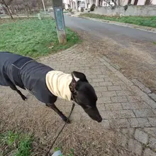 Jacket Clothing Coat Greyhound Waterproof Dog Dogs Large Super-Warm Medium Thick 