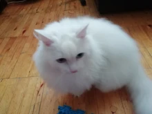 Deshedding Brush Multipurpose Hair Removal Comb for Dogs Cat Pet Fur Knot Cutter Metal/Plastic/Silicone