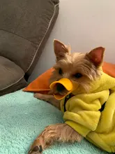 Bozal de silicona para perros, máscara bozal antimordida para perros pequeños y grandes, boquillas para la boca, accesorios de mascota perro