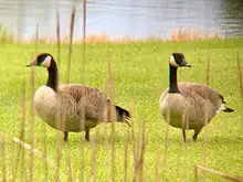 Prismáticos profesionales de largo alcance, cámara impermeable para teléfono inteligente, HD, BAK4, visión nocturna de baja luz, para acampar y cazar al aire libre
