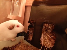 Bolsa de heno para colgar, soporte para alimentador, contenedor dispensador de alimentación para Conejo, conejillo de indias, animales pequeños, mascotas
