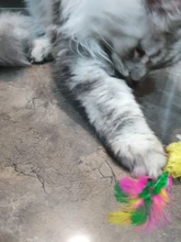 Usb-Charger Fish-Cat-Toy Chew Moving Funny Electric Kitten-Plaything-Supplies Bite Simulation-Wagging