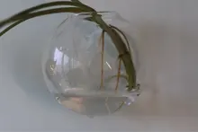 Transparent Glass Vase Flower-Pot Potted-Plant Wall-Hanging Terrarium-Fish-Tanks Hydroponic