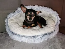 Cat-Nest Basket Kennel Semi-Enclosed Cats Bed Plush-Bed Round Comfort Soft Deep-Sleep