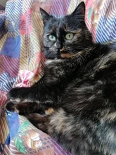 Collar de nailon con lazo para perro y gato, para mascota, con lazo, Color caramelo, 1 unidad