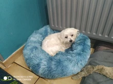 Cushion Nest Sofa Pet-Products Dogs-Basket Cat-House Animals Sleeping Cat Round Plush