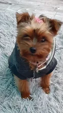 Pet-Dog-Clothes Jackets Coat Pets-Products Puppy-Cat-Clothing Pug-Outfits Small Dogs