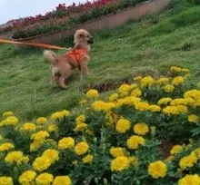 Arnés para perros y mascotas de gran tamaño sin tirones, chaleco ajustable y transpirable, impermeable, para Seguridad al aire libre, caminar y correr,arnes perro mediano,perros accesorios,suministros para perros