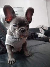 Ropa fresca de verano para mascotas, Camiseta de algodón transpirable para perros pequeños, Chihuahua, oso de peluche de Color sólido, S-2XL
