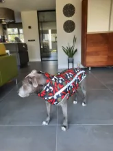 Dog Coat Dog-Jacket Labrador Reflective Large Breed Chihuahua Waterproof Winter Overalls