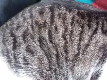 Pelo de mascota cortador de nudos perro cepillado y caída de pelo herramientas Gato del pelo del cepillo del peine de doble cara productos para mascotas