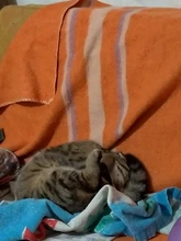 Estación de soldadura 2 en 1, 8586, 760W, 220V, pistola de aire caliente, soldadura de hierro SMD, BGA refundido, herramientas de reparación de soldadura