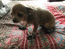 Puppy-Boots Pet-Shoes Lovely Dogs Snow Anti-Slip Zipper Winter Warm Denim Lets Casual