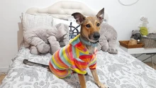 Pet Clothing Costume Outfit Pajamas Fleece Winter Apparel Small Warm 30 Four-Legs Jumpsuit
