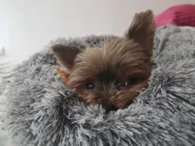 Dog-Bed House Sofa Cushion Cat-Mat Pet Labradors Round Plush Large for Best Wholesale