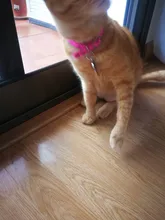 Tag-Pendant-Collar Name-Plate-Accessories Cats Custom Kitten Round Pink Engraved Cat-Id-Tag