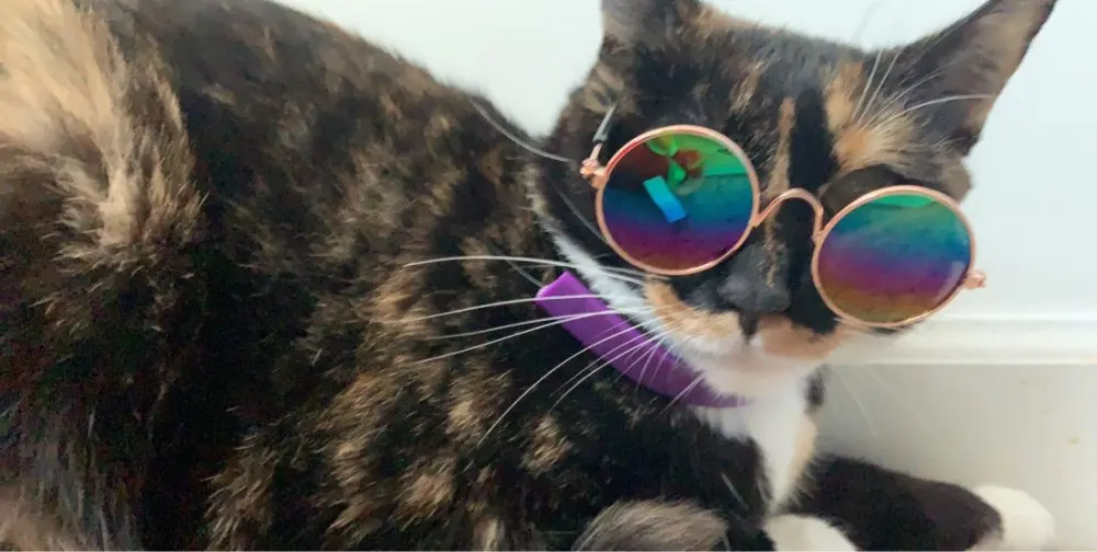 Cute Summer Cat Sunglasses Props photo review