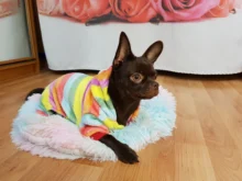 Pet Clothing Costume Outfit Pajamas Fleece Winter Apparel Small Warm 30 Four-Legs Jumpsuit