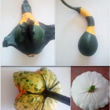 SEMI ZUCCHE ORNAMENTALI-4 VARIETA'-STARS-KOSHARE ложка-Осенние крылья-Пэтти Пан…