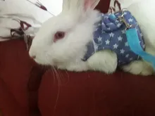 Harness Leash Pets-Accessories Bunny-Mesh Ferret Guinea-Pig Rabbits Hamster Vest Chest-Strap