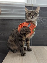 Reflectante cachorro gato arnés chaleco caminar perro ajustable Collar de gatito de malla de poliéster arnés para pequeño mediano perros