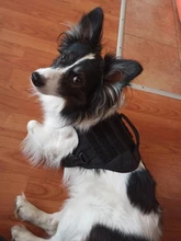 Dog-Harness Loop Dog-Molle-Vest Working Tactical with 2-Metal Buckle Hook Clip Handle