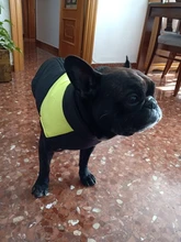 Chaleco impermeable para perros grandes y pequeños, abrigo cálido de invierno para cachorros, ropa para mascotas, 4XL, 5XL, nuevo