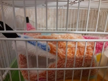 Hammock Hamster Squirrel-Sleeping-Bag Ferret Guinea-Pig Rabbit Double-Mezzanine Nests