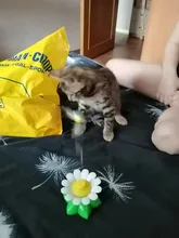 Electric Rotating Colorful Butterfly Funny dog Cat Toys bird Pet Seat Scratch Toy For